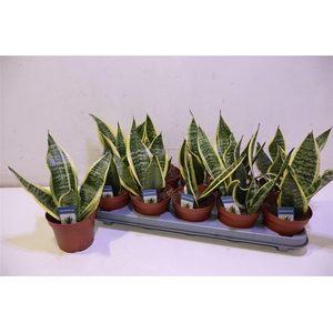 arr8 Sansev Futura Superb