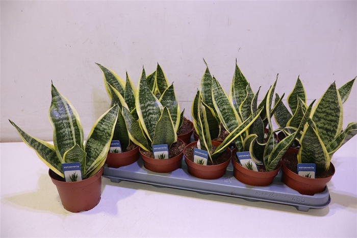 <h4>arr8 Sansev Futura Superb</h4>