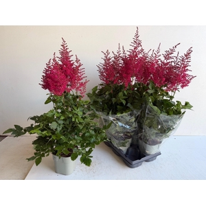 ASTILB A HEAVY METAL