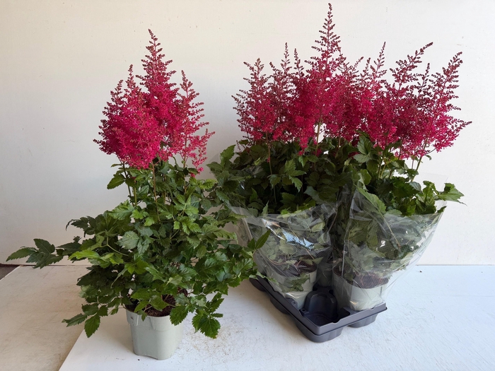 <h4>ASTILB A HEAVY METAL</h4>