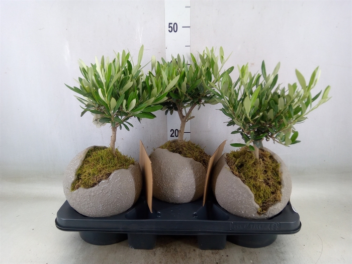 <h4>Arr.   Tuinplanten H%</h4>