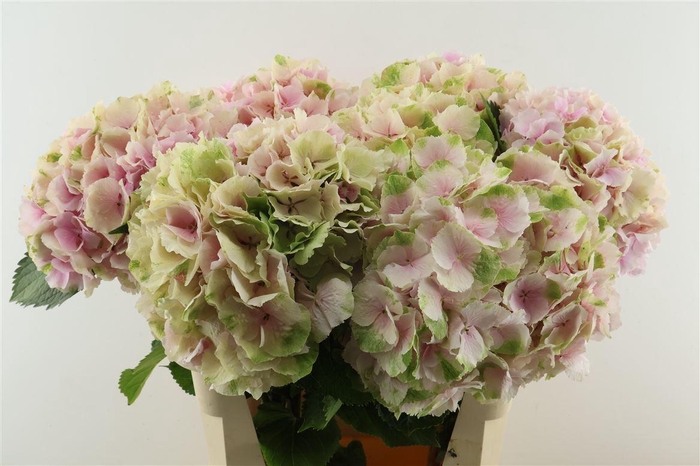 <h4>Hydr M Cl. Verena Pink 80-22</h4>