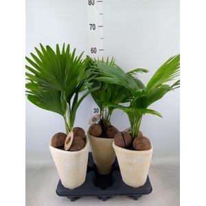 Livistona rotundifolia