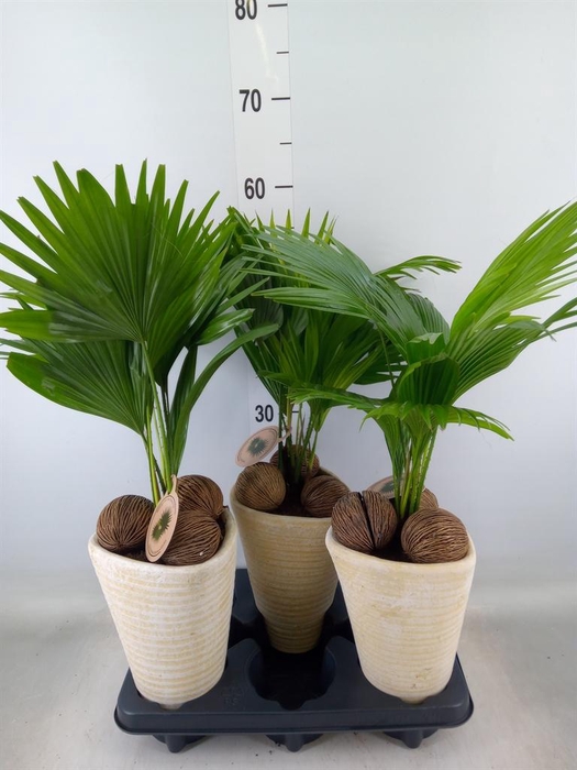 <h4>Livistona rotundifolia</h4>