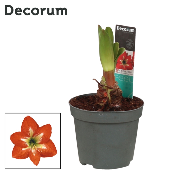 <h4>Amaryllis Kolibri Christmas Star 2 Knop (Decorum)</h4>