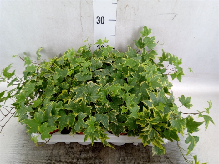 <h4>Hedera helix   ...mix varie yello</h4>
