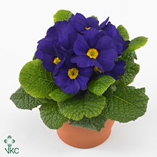 Primula BLAUW