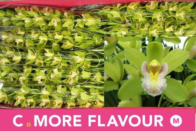 <h4>CYMB MI MAXIME</h4>