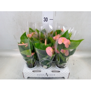 Anthurium andr. 'Spirit'