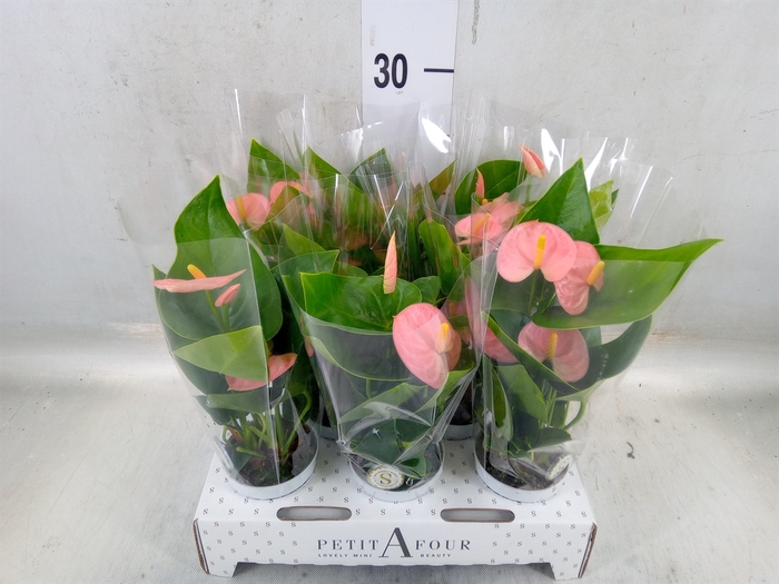 <h4>Anthurium andr. 'Spirit'</h4>