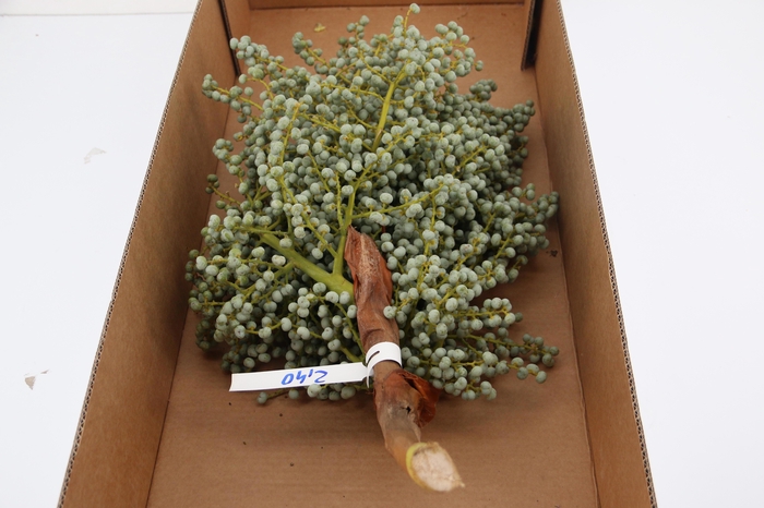 <h4>DADELS PHX PER KILO</h4>