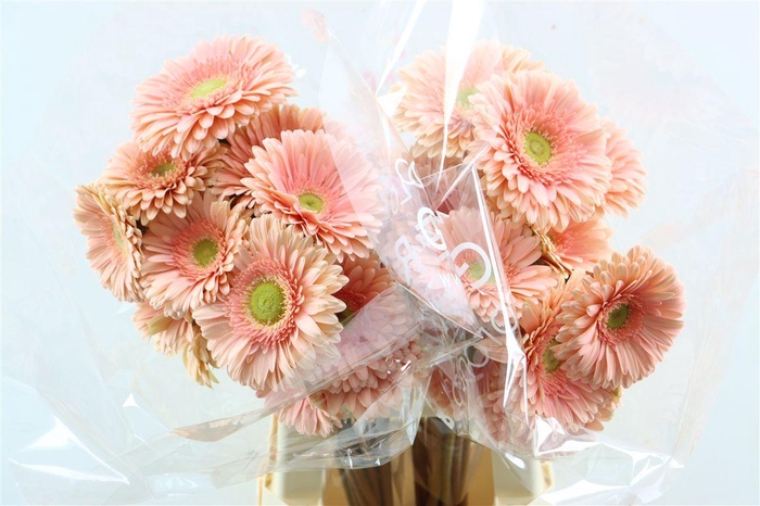 <h4>Ge Gr Carlita</h4>