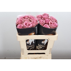 R Ov Wx 50cm Classic Pink