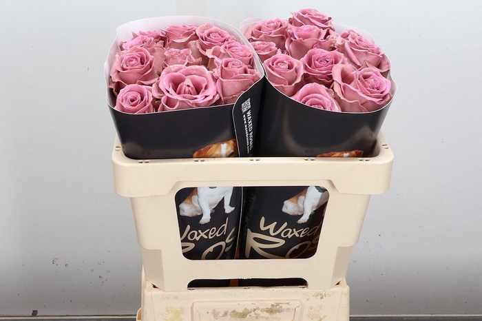 <h4>R Ov Wx 50cm Classic Pink</h4>