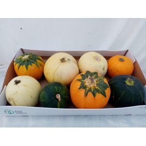 Cuc Pepo Mixed (x8)