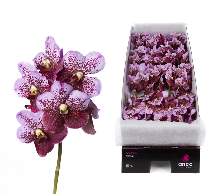 <h4>Vanda Divana Pink Mahogany X16</h4>