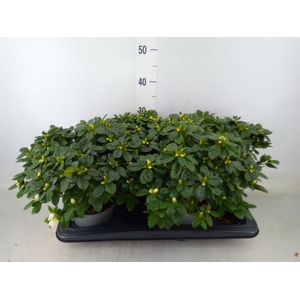 Rhododendron sim. 'Witte Vogel'