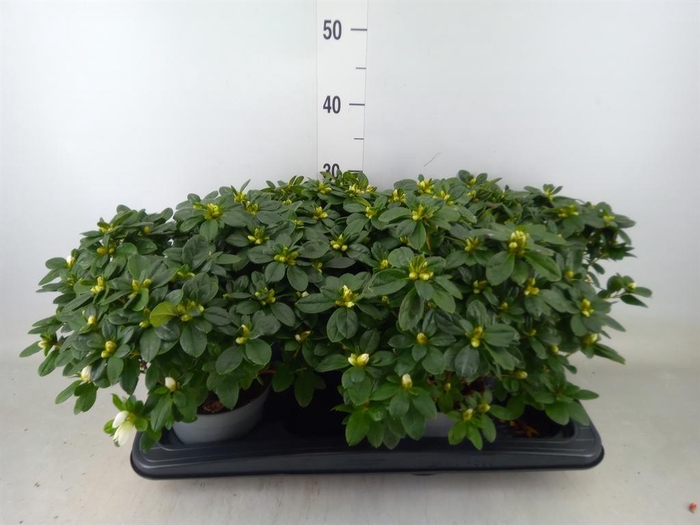 <h4>Rhododendron sim. 'Witte Vogel'</h4>