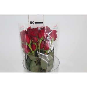 ROSA FREEDOM 050 CM ESTUFA