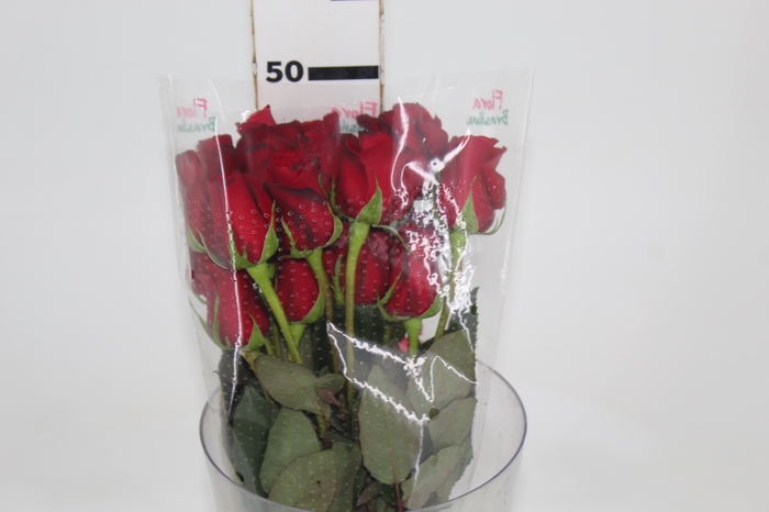 <h4>ROSA FREEDOM 050 CM ESTUFA</h4>