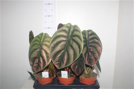 <h4>Aloc Cu Red Secret</h4>