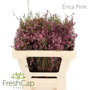 Erica Pink