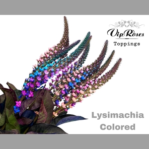 LYSIMACHIA COLORED x50