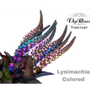 Lysimachia Colored