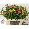 ZINNIA ELEGANS