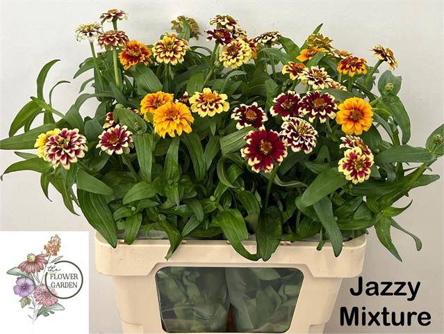ZINNIA ELEGANS
