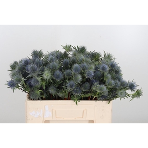 Eryngium