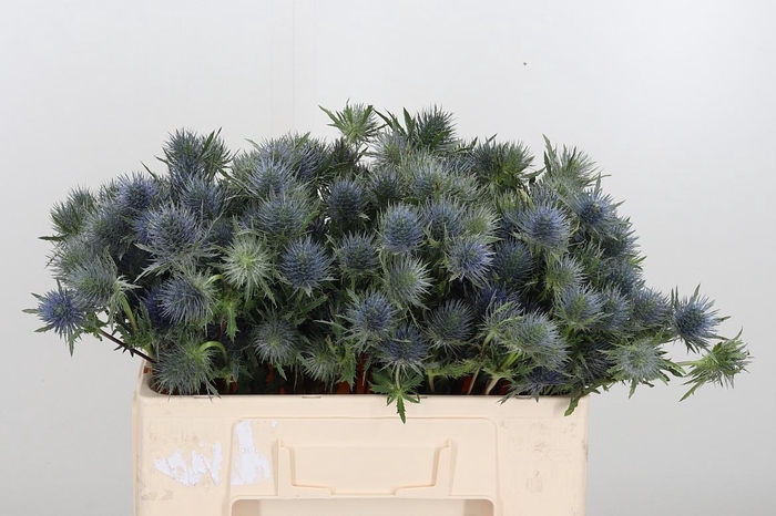 <h4>Eryngium</h4>