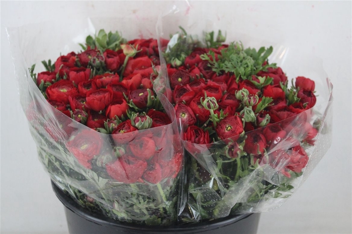 <h4>Ran Elegance Red</h4>
