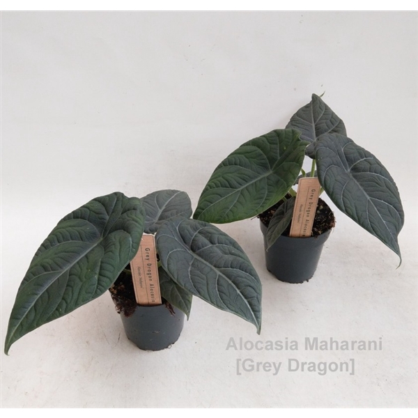 <h4>Alocasia Maharani 12cm [Grey Dragon]</h4>