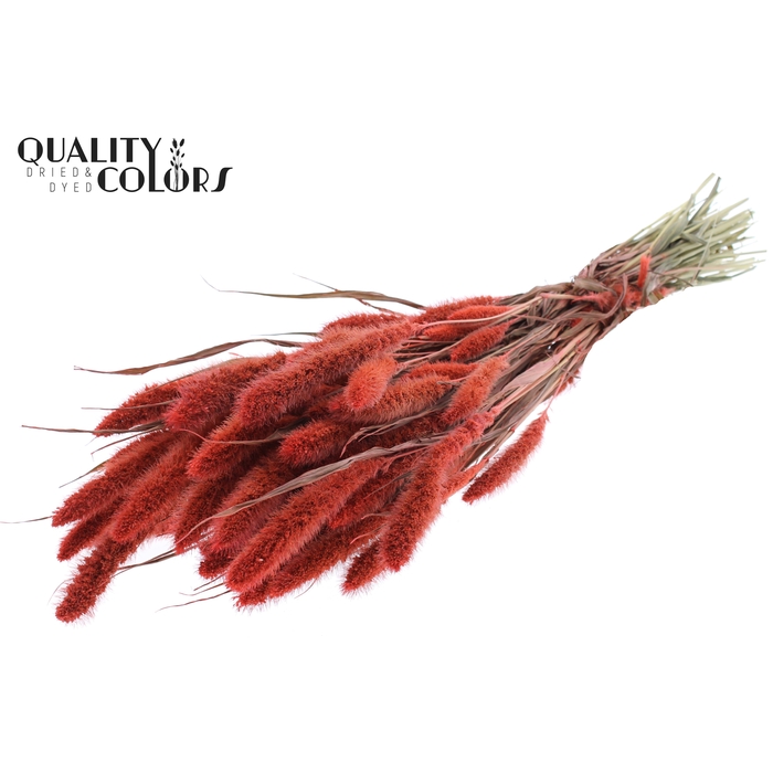 <h4>Setaria per bunch Coral</h4>