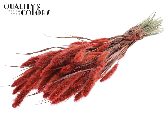 Setaria per bunch Coral