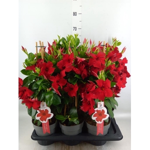Mandevilla sand. 'SumStar Red'