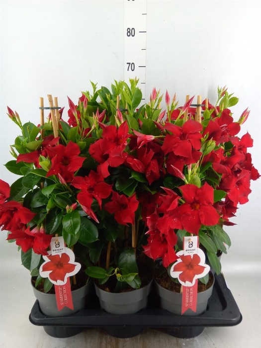 <h4>Mandevilla sand. 'SumStar Red'</h4>