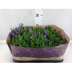 Campanula porten. 'Blueone'