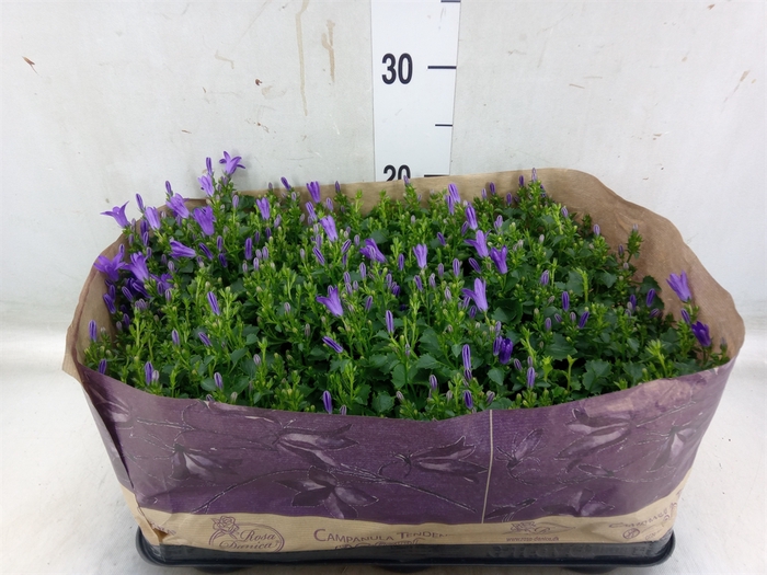 <h4>Campanula porten. 'Blueone'</h4>