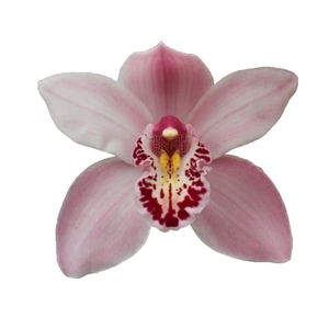 CYMB T CINDY