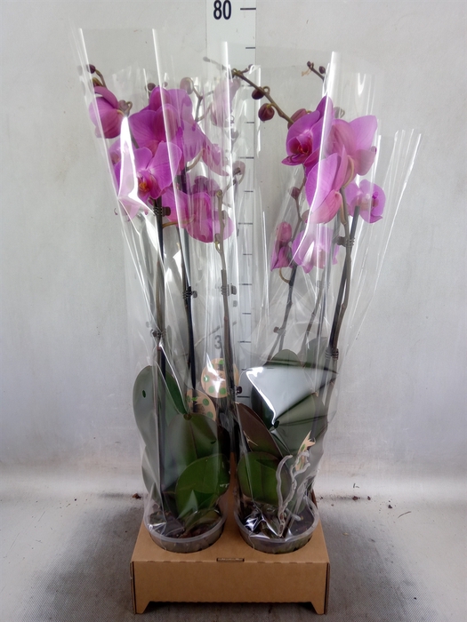 <h4>Phalaenopsis   ...</h4>