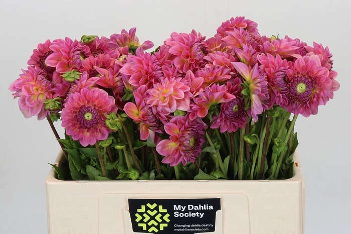 <h4>DAHLIA  'PINK SUFFUSION'</h4>