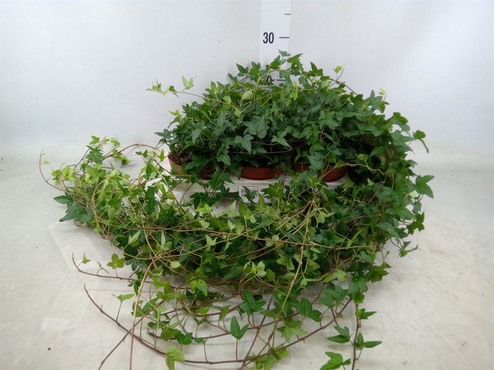 <h4>Hedera helix 'Shamrock'</h4>