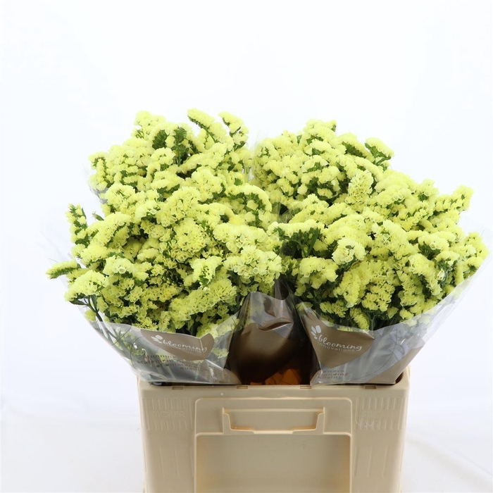 <h4>LIMONIUM SINUATUM 'GLOSSY WINGS'</h4>