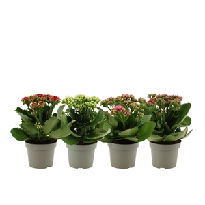 Kalanchoë 12 cm 4 color mix without sleeve