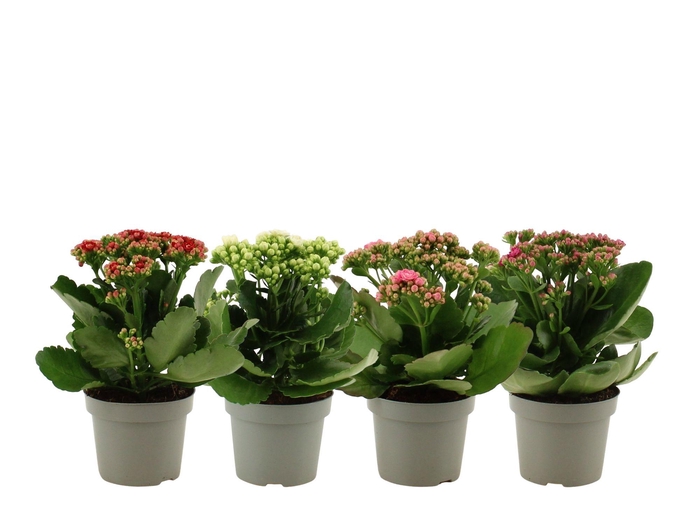 <h4>Kalanchoë 12 cm 4 color mix without sleeve</h4>