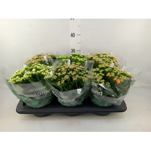 Kalanchoe blos. 'RosDon Collection'