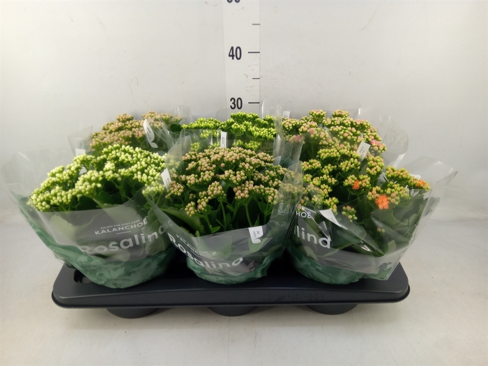 <h4>Kalanchoe blos. 'RosDon Collection'</h4>