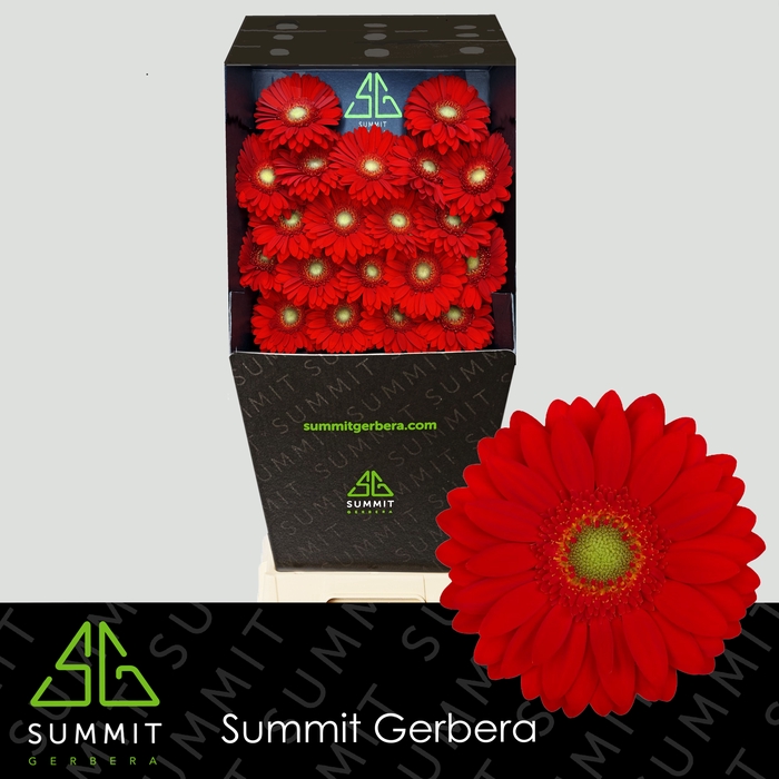 <h4>Germini Curry Diamond per kaart</h4>